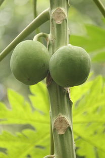 鲜木瓜 从入口健康到功能多元的食物之选