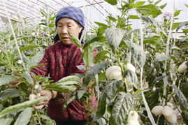 春菜上市，新鲜零售点亮餐桌希望