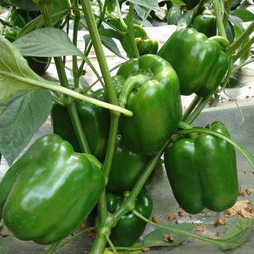 河南农家圆椒 皮厚肉多清甜，新鲜灯笼辣椒直送到家